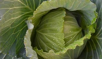 cabbage head which is a household agriculture of Thai people. Thai people like to plant around their house. photo