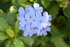 Phlox is a genus of 67 species of perennial and annual plants in the family Polemoniaceae. photo