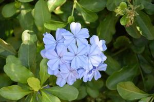 Phlox is a genus of 67 species of perennial and annual plants in the family Polemoniaceae. photo