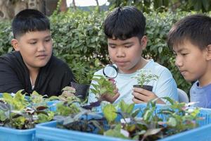 un grupo de jóvenes asiáticos sostiene una lupa y plantas en macetas y mira a través de la lente para estudiar especies de plantas y hacer proyectos, concepto de aprendizaje en el aula al aire libre, enfoque suave y selectivo. foto