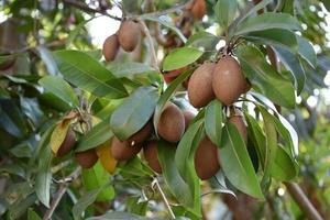 manilkara zapota, comúnmente conocido como sapodilla, sapota, chikoo, naseberry o níspero, es un árbol de hoja perenne de larga vida nativo del sur de méxico, américa central y el caribe. foto