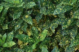 Natural leaves background. photo