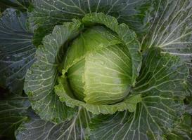 cabeza de repollo, que es una agricultura doméstica de los tailandeses. A los tailandeses les gusta plantar alrededor de su casa. foto