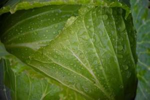 cabeza de repollo, que es una agricultura doméstica de los tailandeses. A los tailandeses les gusta plantar alrededor de su casa. foto