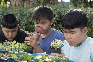 Group of young asian boy holds magnifying glass and potted plants and looking through the lens to study plant species and do project work, outdoor classroom learning concept, soft and selective focus. photo