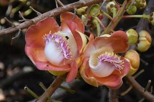 Cannonball flower. This plant is ralated to Buddhism history and typically be founded growing in Thai Temple area. photo