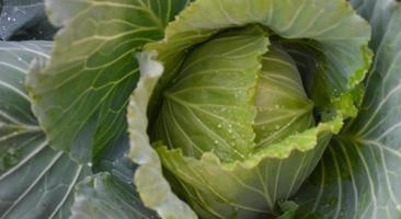 cabeza de repollo, que es una agricultura doméstica de los tailandeses. A los tailandeses les gusta plantar alrededor de su casa. foto