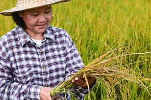 Portrait of an elderly Asian woman farmer is holding a bouquet of riceear and standing near her rice paddy field happily. Healthy life and happy life after retirement concept. photo