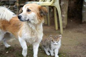 Two best friend, Dog and little kitten photo