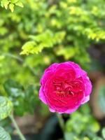 Red Pink Rose Flower with green leaf photo