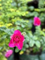 Red Pink Rose Flower with green leaf photo