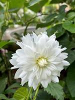 flor de dalia blanca de indonesia con hoja verde foto
