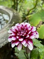 White Red Purple Dahlia Flower with Green Leaf photo