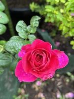 Red Pink Rose Flower With Green Leaf photo