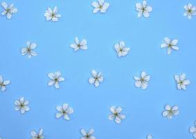 blue background with blooming white flowers of cherry photo