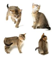 Kitten Scottish chinchilla straight sits in front on a white isolated background photo