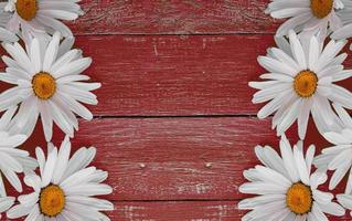 Daisy chamomile flowers on wooden background photo