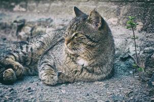 gray cat is lying on the ground photo