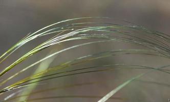 steppe feather grass, selective focus photo