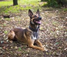 pastor belga malinois yace sobre la hierba verde foto