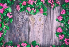 hawthorn branches with pink flowers photo