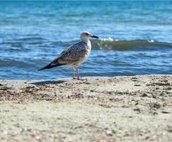 large seagull on the sandy shore of the Black sea photo