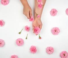 dos manos femeninas con piel suave, fondo blanco con capullos de rosa foto