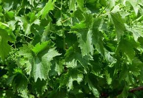 young grapes with green stems and leaves photo