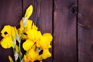 Bouquet of yellow irises photo