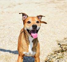 Redhead American pit bull terrier playing in nature photo