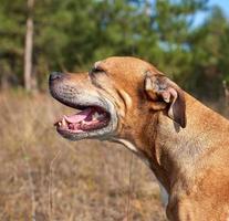 red  american pit bulls photo