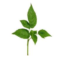 raspberry branch with a green stem and leaves on a white background photo