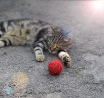 joven gato rayado gris foto