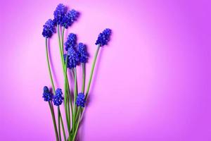 muscari flower or a mouse hyacinth, empty space on the right photo