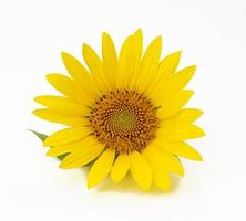 blooming yellow sunflower with green leaves isolated on white background photo