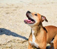 red-haired American pit bull photo