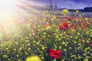 field with beautiful poppies and flowers in spring photo