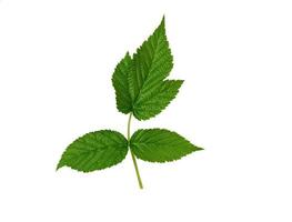 raspberry branch with a green stem and leaves on a white background photo