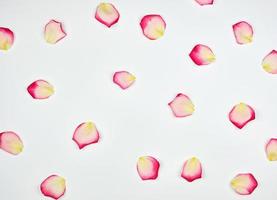 scattered chaotically pink petals on a white background photo