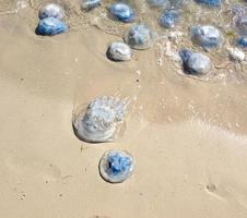 many jellyfish alive and dead on the Black Sea coast photo