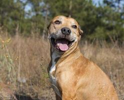 portrait American pit bulls outdoors photo