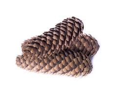 three whole brown cones photo