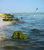 view of the sea shore with green algae photo