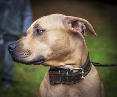 profile brown American pit bull terrier photo