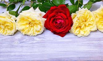 bouquet of yellow roses with a red rose photo