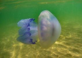 floating jellyfish under water in the Black Sea photo