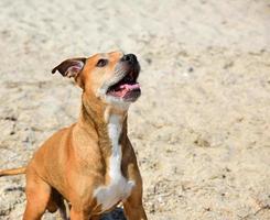 portrait of red-haired American pit bull photo