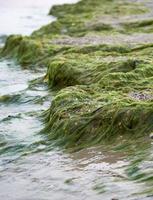 costa arenosa con algas verdes después de una tormenta, foto