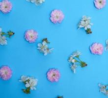 fondo azul con flores blancas y rosadas en flor foto