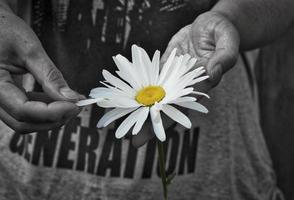 Daisy flower in human hands photo